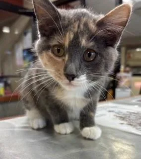 A baby medium-sized female Dilute Calico Domestic Short Hair cat named Tawny for adoption in Mason City, IA