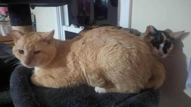 Miss Marbles & Rug thumbnail 2