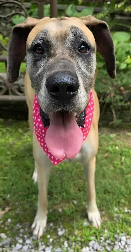 An adult extra large-sized female Great Dane dog named Daisy for adoption in Crossville, TN