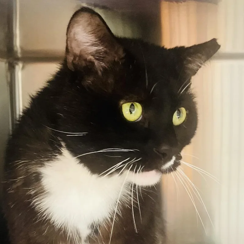 An adult large-sized male Black Domestic Short Hair cat named Charizard for adoption in Columbia Station, OH