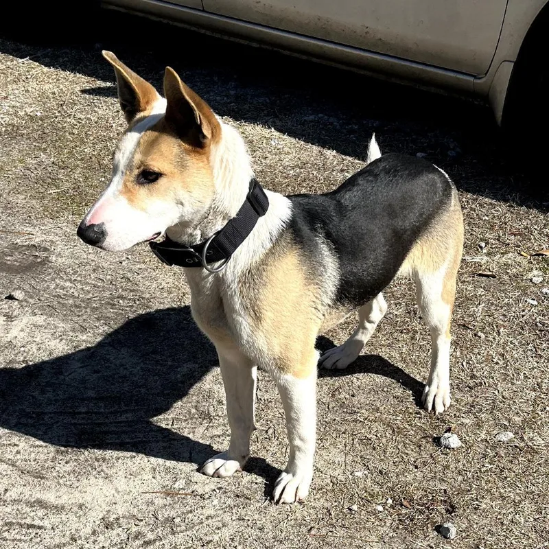 An adult medium-sized male Tricolor (Brown, Black, & White) Shepherd dog named Phineaus for adoption in Beulaville, NC