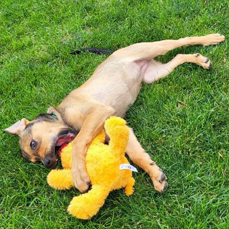 A baby medium-sized female Yellow / Tan / Blond / Fawn Labrador Retriever dog named Adele for adoption in Joliet, IL