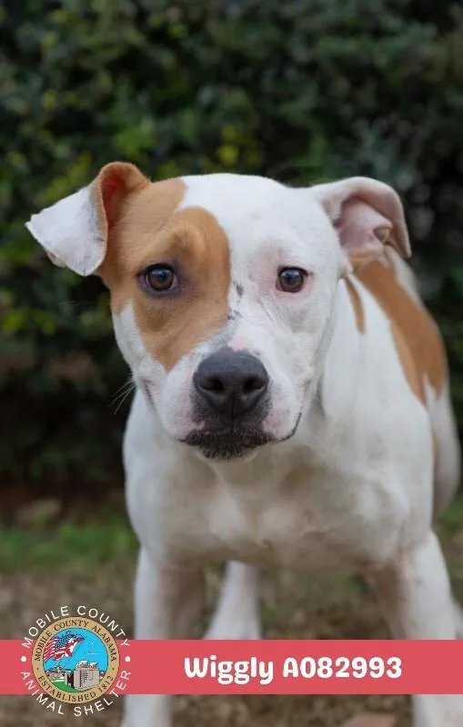 An adult medium-sized male White / Cream American Bulldog dog named Wiggly for adoption in Mobile, AL
