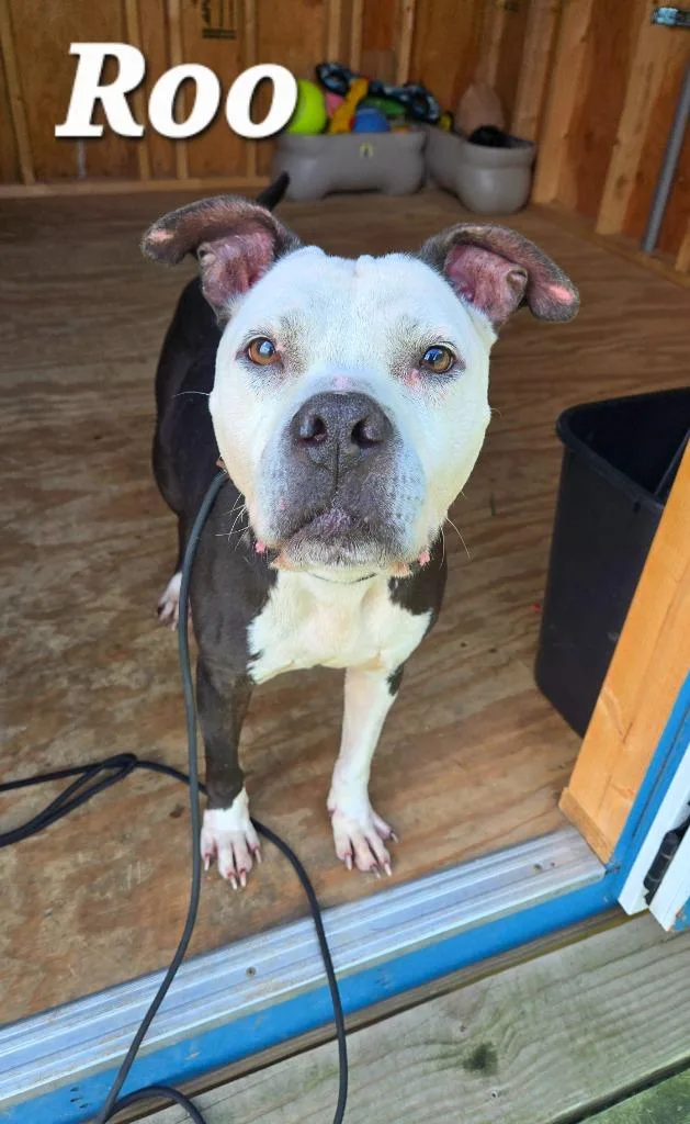 A senior large-sized male Pit Bull Terrier dog named Roo Yrly for adoption in Sidney, OH