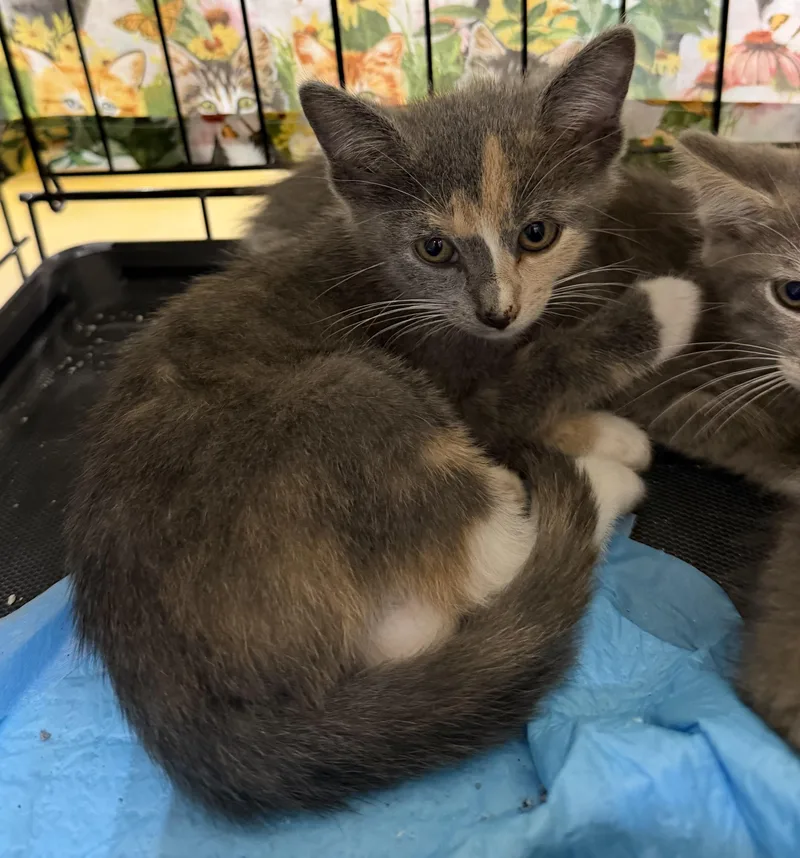 A baby medium-sized female Dilute Tortoiseshell cat named Carly for adoption in Bridgeton, NC