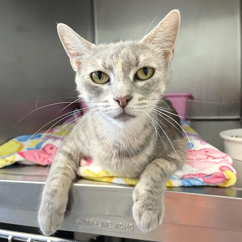 An adult medium-sized female Gray / Blue / Silver Domestic Short Hair cat named Marsha P Johnson for adoption in Carencro, LA