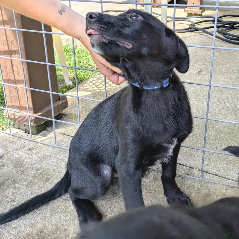 A baby small-sized male Black Golden Retriever dog named Crux for adoption in Rochester, MN