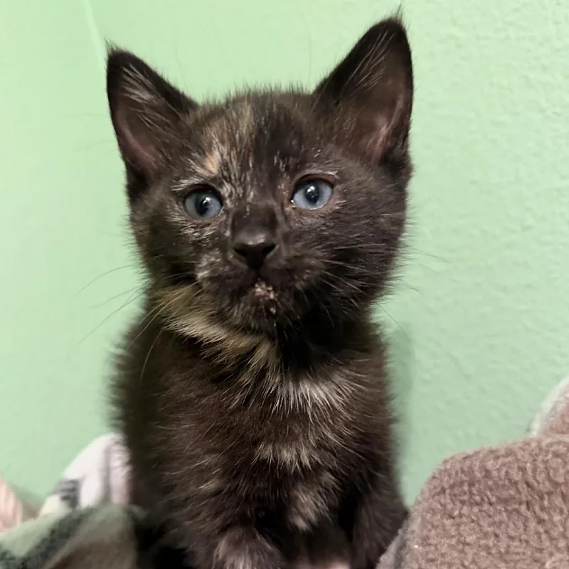A baby small-sized female Torbie American Shorthair cat named Fearless for adoption in Newberg, OR