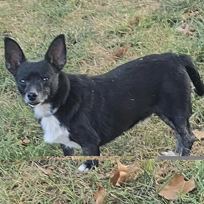 A senior small-sized male Black Chihuahua dog named Houdini for adoption in Kansas City, MO