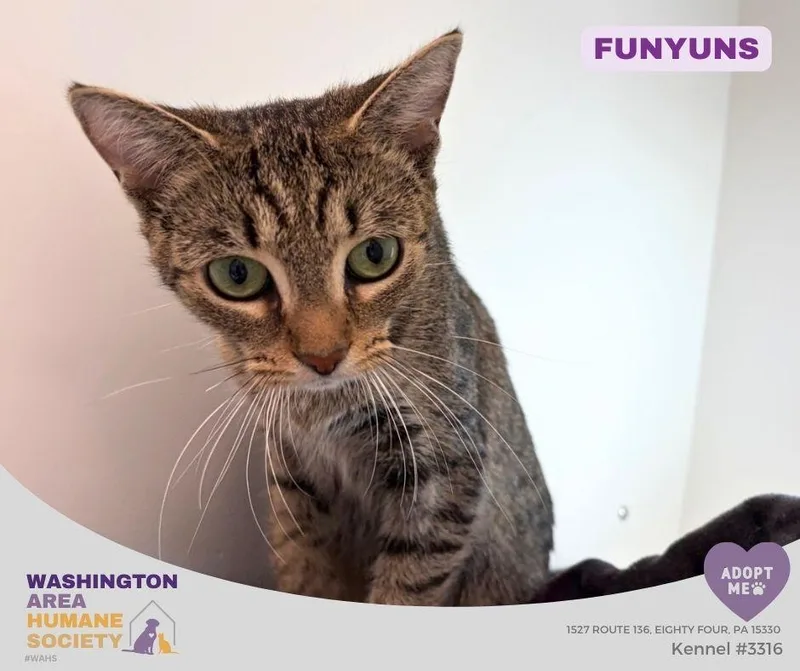 An adult medium-sized female Tabby (Brown / Chocolate) Domestic Short Hair cat named Funyuns for adoption in Eighty Four, PA
