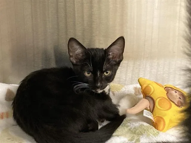 A baby small-sized male Domestic Short Hair cat named Stuart for adoption in Tustin, CA
