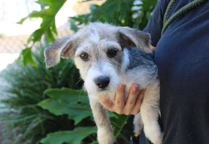 An adult medium-sized female Terrier dog named June for adoption in Brunswick, GA