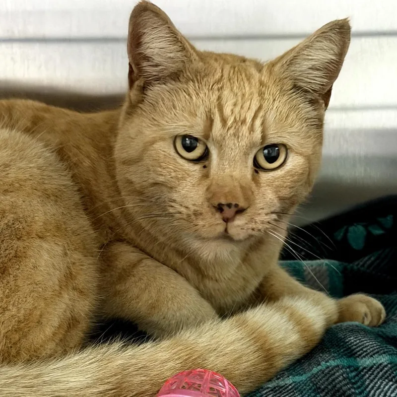 A senior medium-sized male Domestic Short Hair cat named Simba for adoption in Fresno, CA