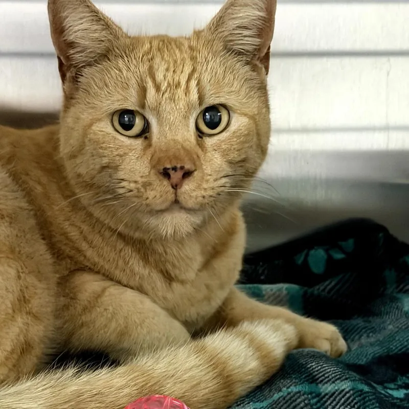 Simba thumbnail 2