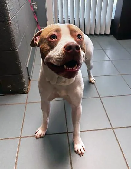 An adult medium-sized male Brown / Chocolate Mixed Breed dog named Wonderwall for adoption in Nashville, TN
