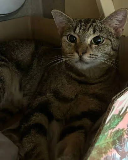 A baby medium-sized female Domestic Short Hair cat named Laso for adoption in Washington, DC