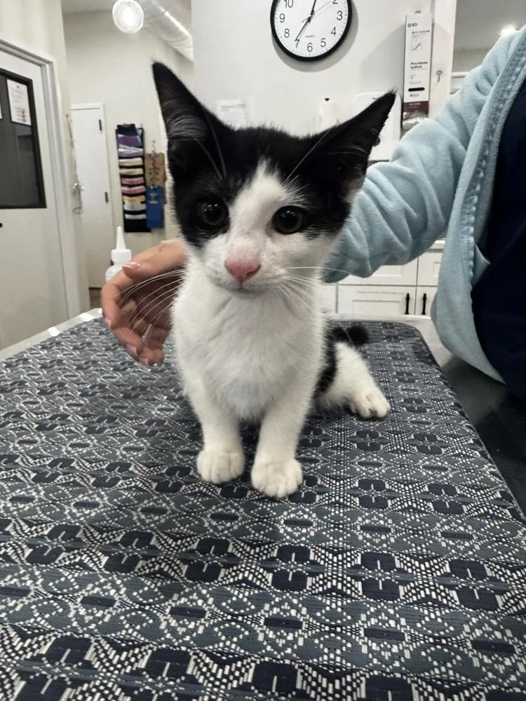 A baby small-sized male Domestic Short Hair cat named Brandon for adoption in Brewster , NY