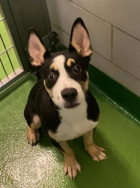 A young large-sized male Mixed Breed dog named Shadow for adoption in Dallas, TX