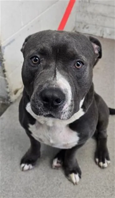 A young large-sized male Pit Bull Terrier dog named Apple for adoption in San Bernardino, CA