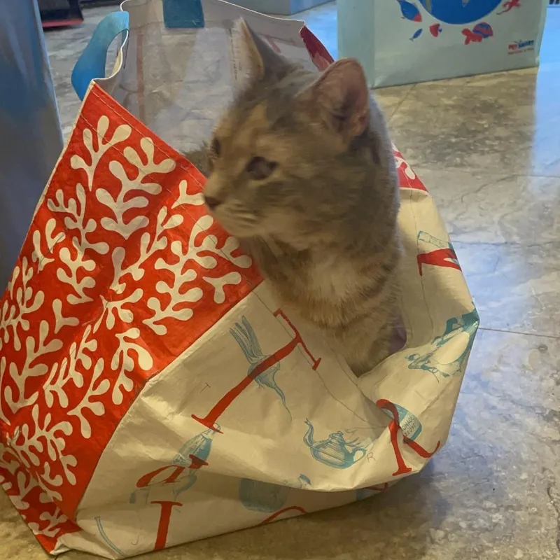 An adult small-sized female Domestic Short Hair cat named Leila for adoption in Fairfax, VA