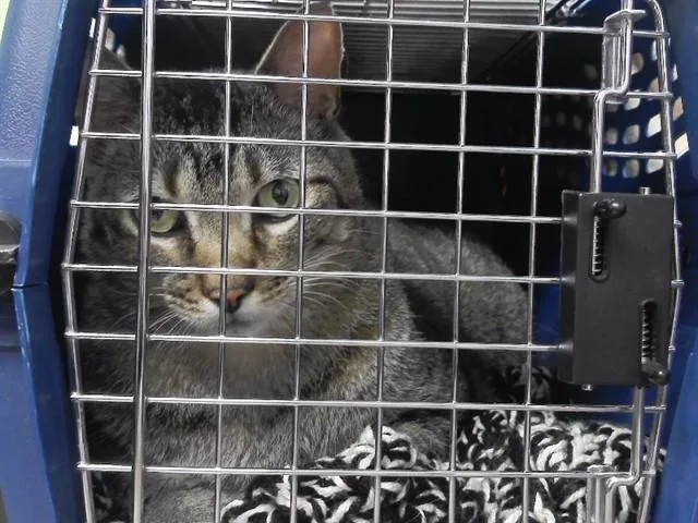 A senior large-sized male Domestic Short Hair cat named Theo for adoption in Omaha, NE