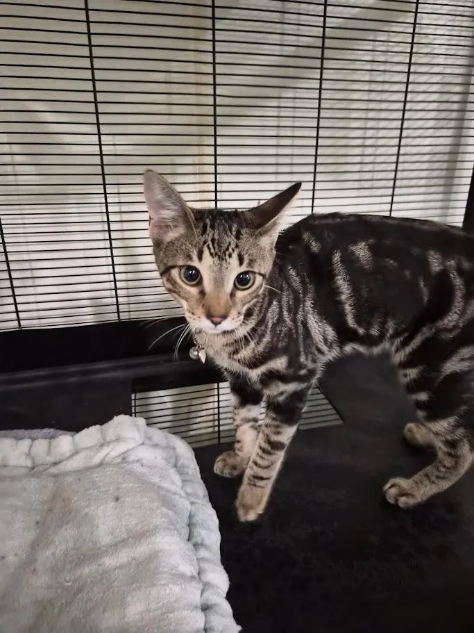 A baby small-sized male Domestic Short Hair cat named Apollo for adoption in Bourbonnais, IL