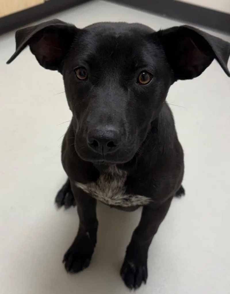 A baby medium-sized female Labrador Retriever dog named Macie  Ac for adoption in Greeneville, TN
