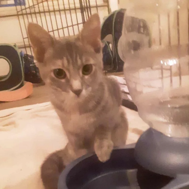 A baby small-sized male Gray / Blue / Silver Domestic Short Hair cat named Louis for adoption in Springfield, OH