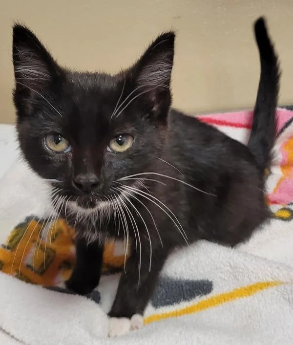 A baby small-sized female Domestic Short Hair cat named Bruschetta for adoption in Vancouver, WA