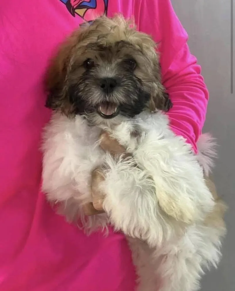 A baby small-sized female Shih Tzu dog named Pippa for adoption in New York, NY