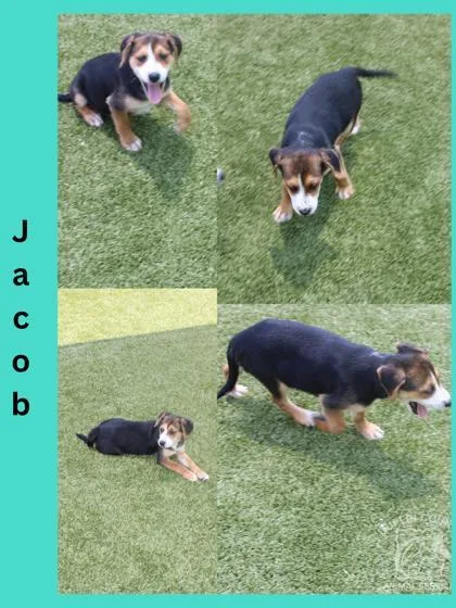A baby medium-sized male Mixed Breed dog named Jacob for adoption in Kenansville, NC