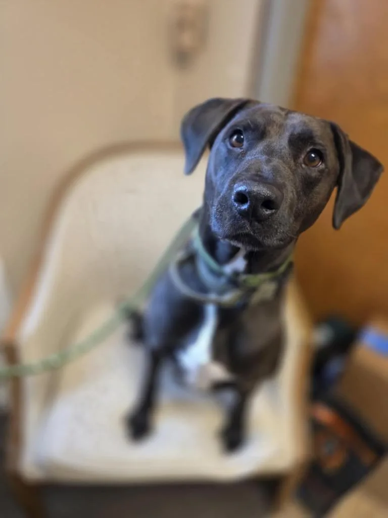 An adult large-sized male Pit Bull Terrier dog named Ash for adoption in Sprakers, NY
