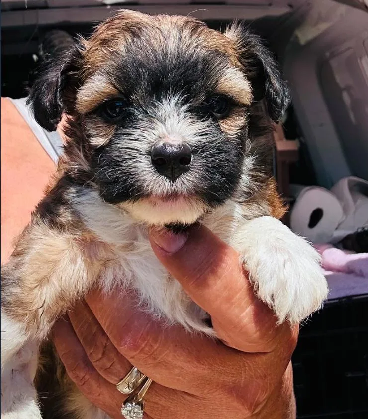 A baby small-sized male White / Cream Miniature Poodle dog named Forrest for adoption in Los Angeles, CA