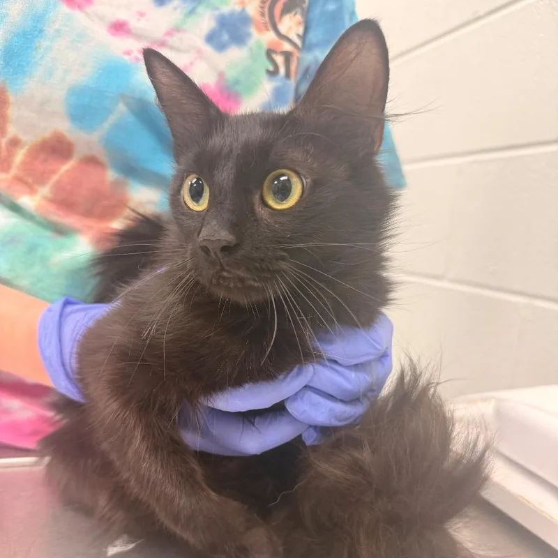 An adult medium-sized female Black Domestic Medium Hair cat named Flamingo for adoption in Chattanooga, TN