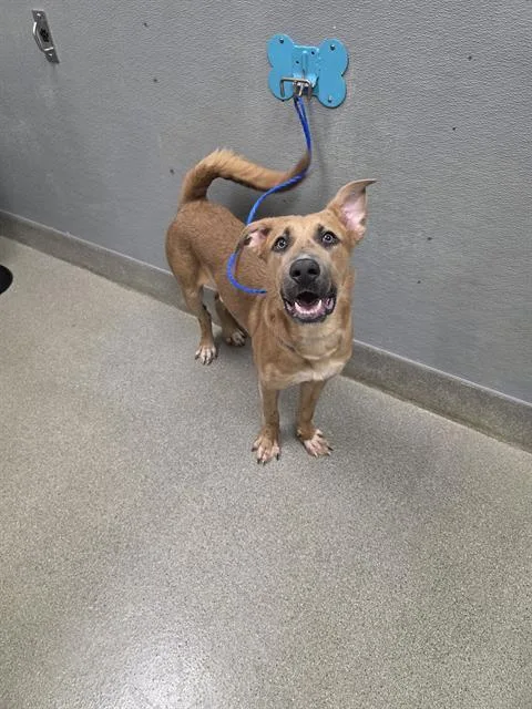 A young large-sized male German Shepherd Dog dog named Henderson for adoption in Las Vegas, NV
