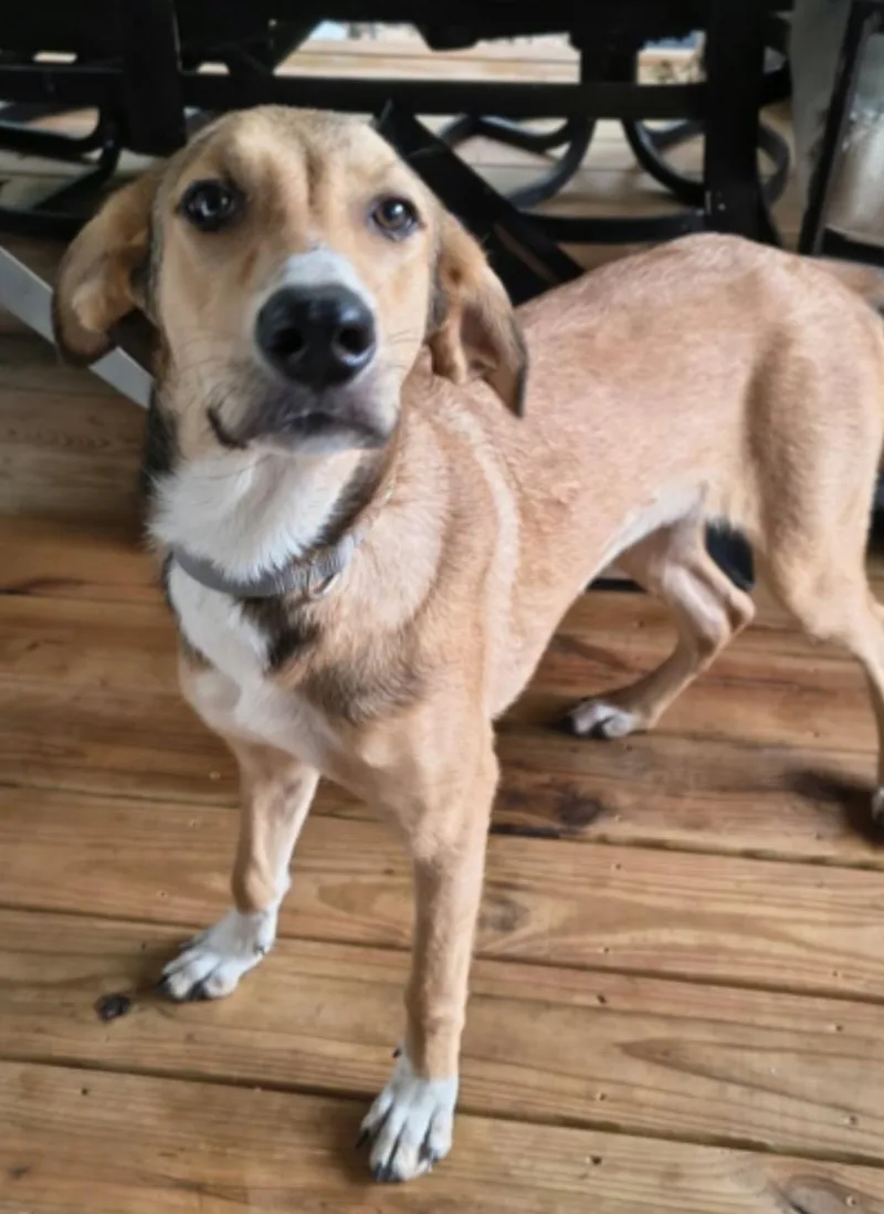 A baby medium-sized female Labrador Retriever dog named Kiara for adoption in Barkhamsted, CT