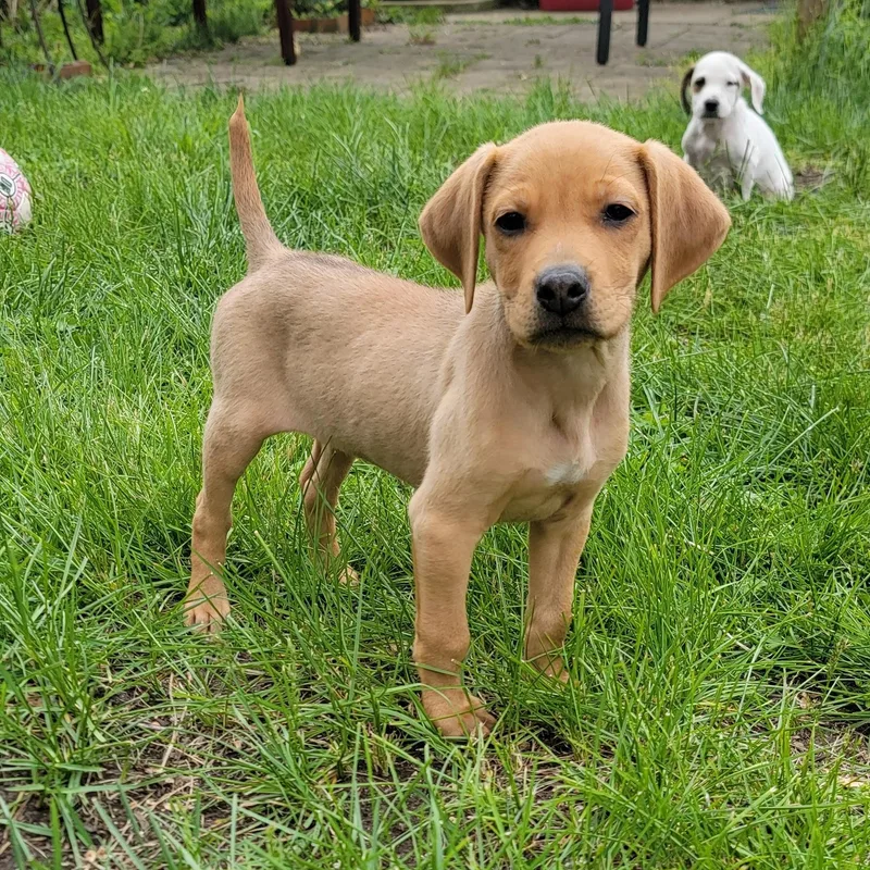A baby medium-sized female Golden Mixed Breed dog named Sharon for adoption in Detroit, MI