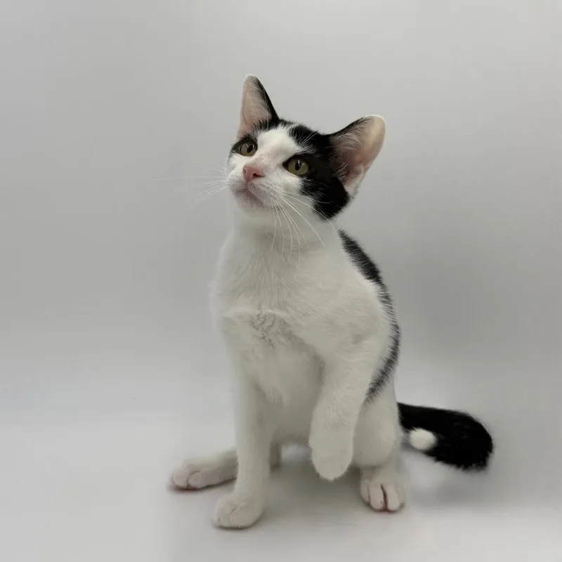 A baby medium-sized female Domestic Short Hair cat named Patter for adoption in State College, PA