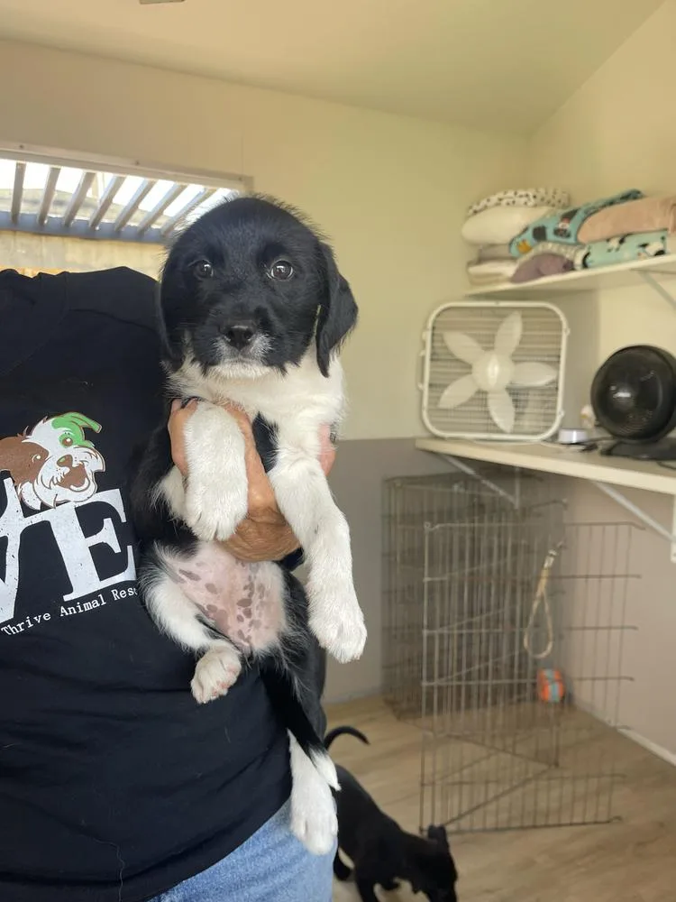 A baby medium-sized female Labrador Retriever dog named Spooky for adoption in San Diego, CA