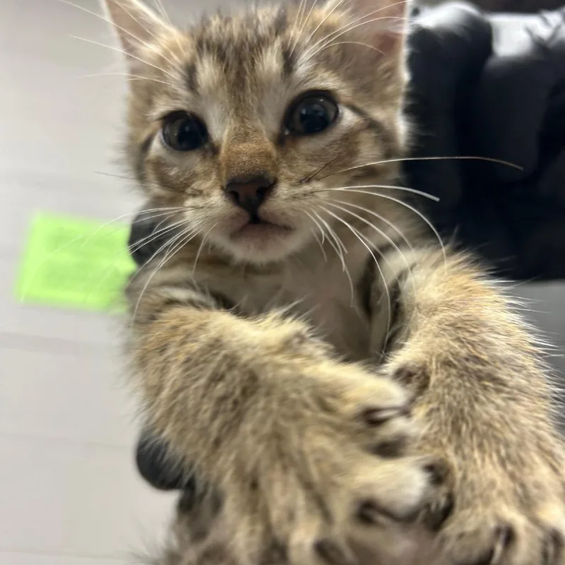 A baby small-sized male Gray / Blue / Silver Domestic Short Hair cat named Finn for adoption in Lufkin, TX