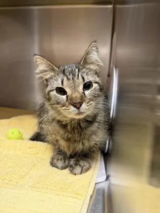 A young medium-sized female Brown / Chocolate Domestic Medium Hair cat named Natalie for adoption in Sacramento, CA