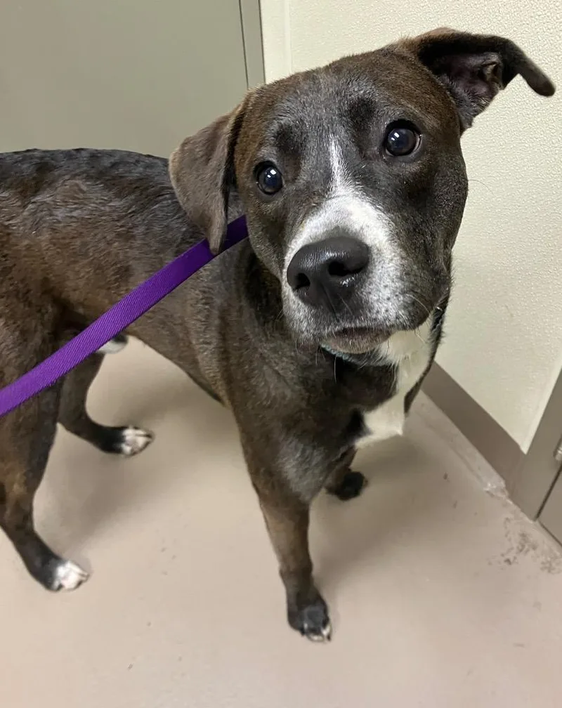 A young medium-sized male Hound dog named Puddles for adoption in Christiansburg, VA