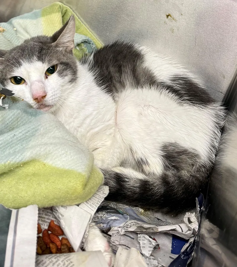 An adult medium-sized male Tabby (Gray / Blue / Silver) Domestic Short Hair cat named Calipso for adoption in Edison, NJ