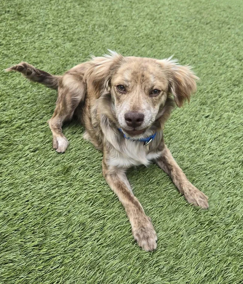 A baby small-sized male Brindle Chihuahua dog named Zippy for adoption in Beavercreek, OR