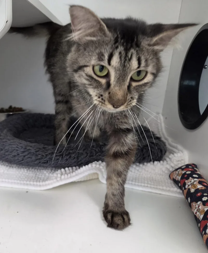 An adult medium-sized female Domestic Medium Hair cat named Bandcamp for adoption in Satellite Beach, FL