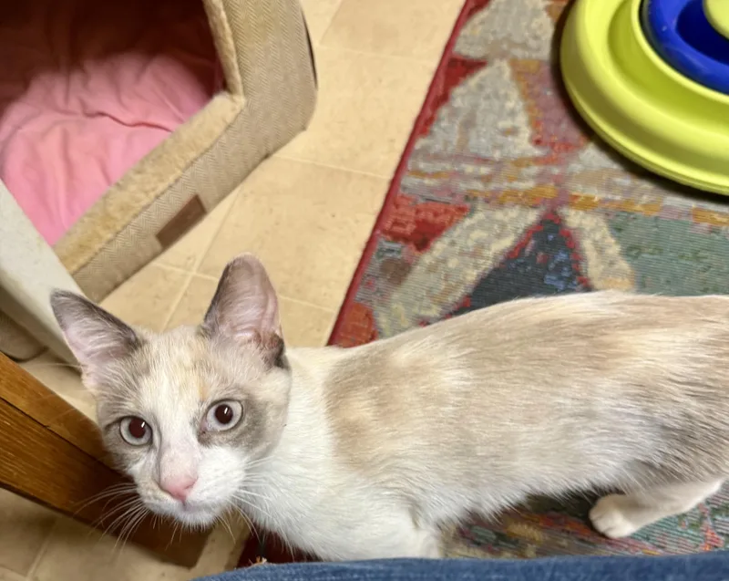 Magnolia thumbnail 2