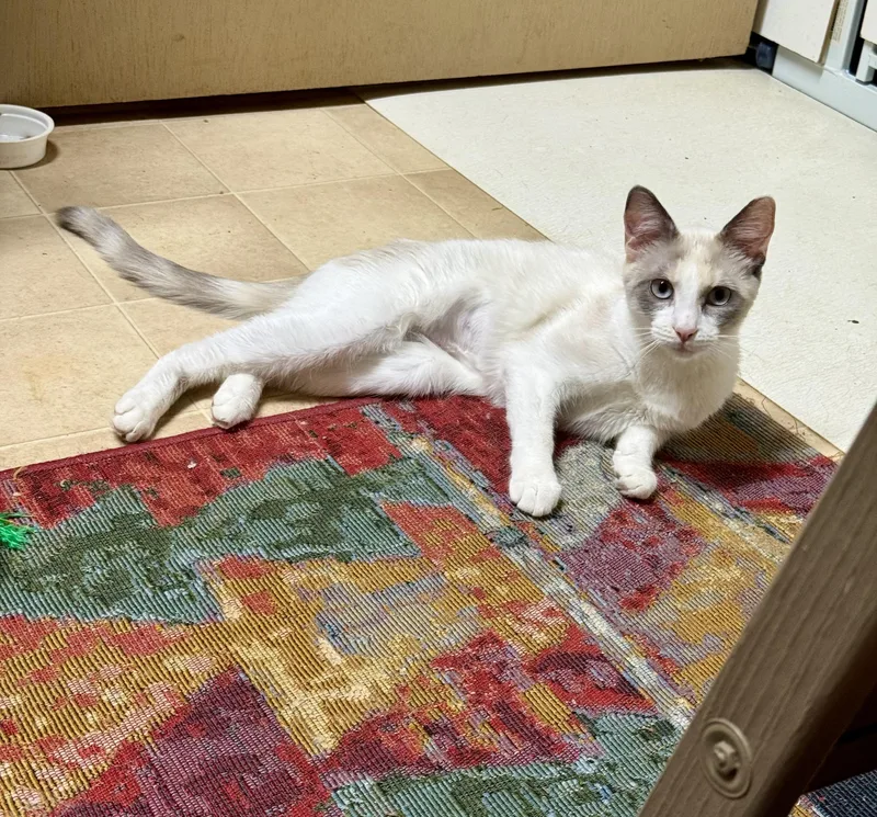 Magnolia thumbnail 3