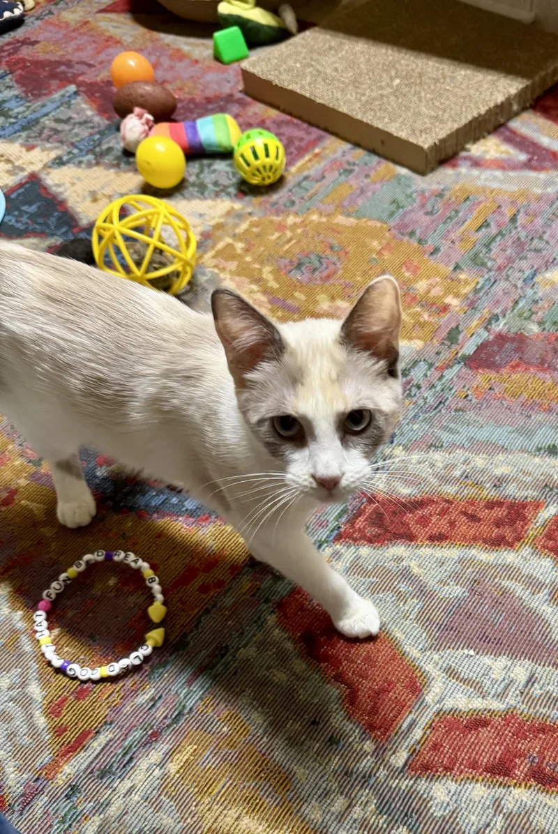 Magnolia thumbnail 4