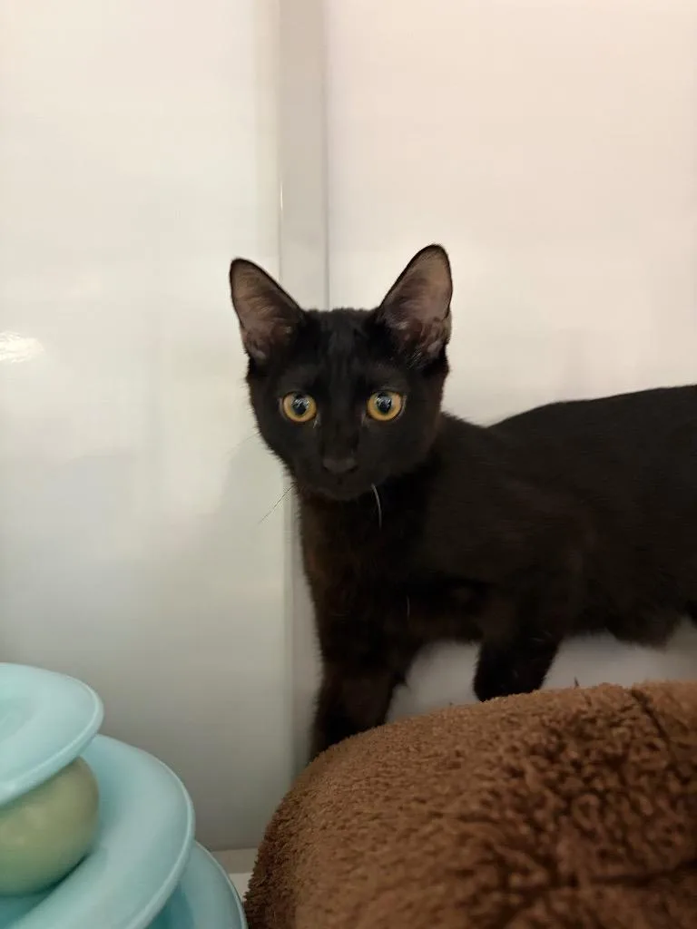 A baby medium-sized female Domestic Short Hair cat named Clovr for adoption in Peoria, AZ