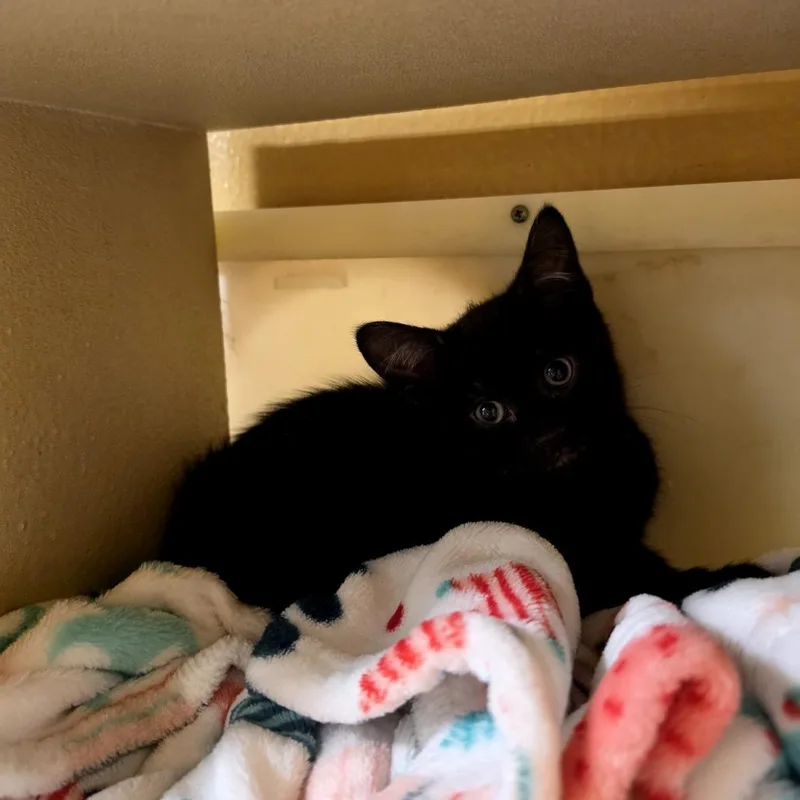 A baby small-sized female Black Domestic Short Hair cat named Magic for adoption in Grantsville, UT